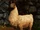 Llama