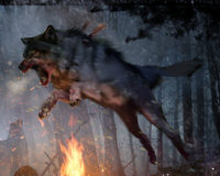 Wolf Loadingscreen