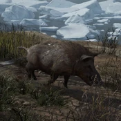 Boar.png (354 KB) Boar in Rise of the tomb Raider