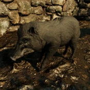 SOTTR Pig.png (1.29 MB) Boar in Shadow of the tomb Raider