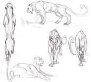 Underworld Panther Sketches