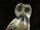 Athenian Owl Figurine