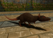 Rat from Tomb Raider I Remastered