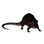 TR Anniversary Rat Render 1