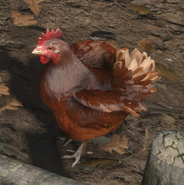 Chicken | Lara Croft Wiki | Fandom