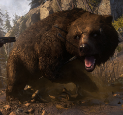 Bear.png