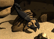 Black Scorpion