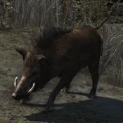 Boar TR2013.png (819 KB) Boar in Tomb Raider (2013)