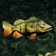 Cichla