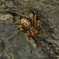 Spider from Shadow of the Tomb Raider