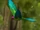 Parakeet