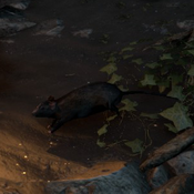 Rat from Rise of the Tomb Raider