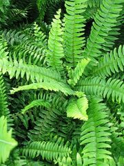 Fern