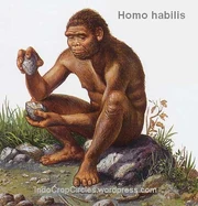 Artist's rendering of Homo habilis (Pak).