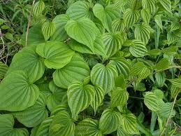 Tol-leaf.jpg