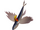 Flying Fish