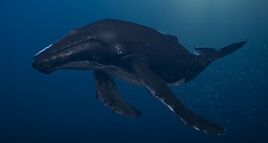 WhaleBungkuk