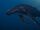 Humpback Whale