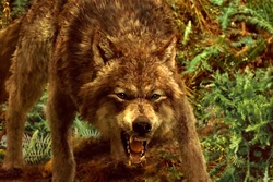  Jacob Black en su forma licantropa