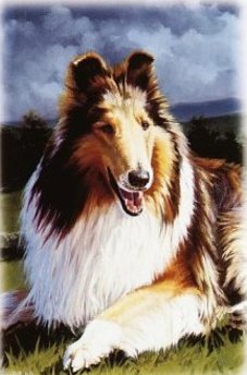 Lassie the Dog, Dreamworks Animation Wiki