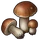 Edible Mushroom