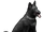 Собака. Черный.png