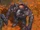 Screech
