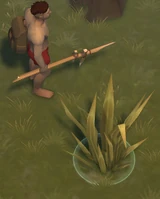 59686EB6-CD95-4704-A5DA-46B9FD5EA987.jpeg (91 KB) Plant Fiber/Seeds on the ground