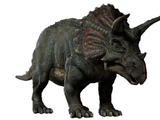 Triceratops