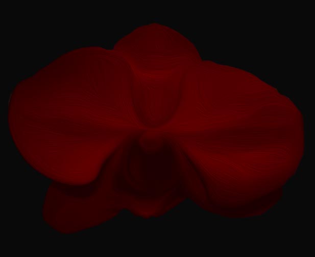 Blood orchid sale flower