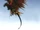 Ikaros Feather