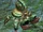 Crab