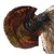 VultureFamilyIco