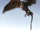 Jatayu