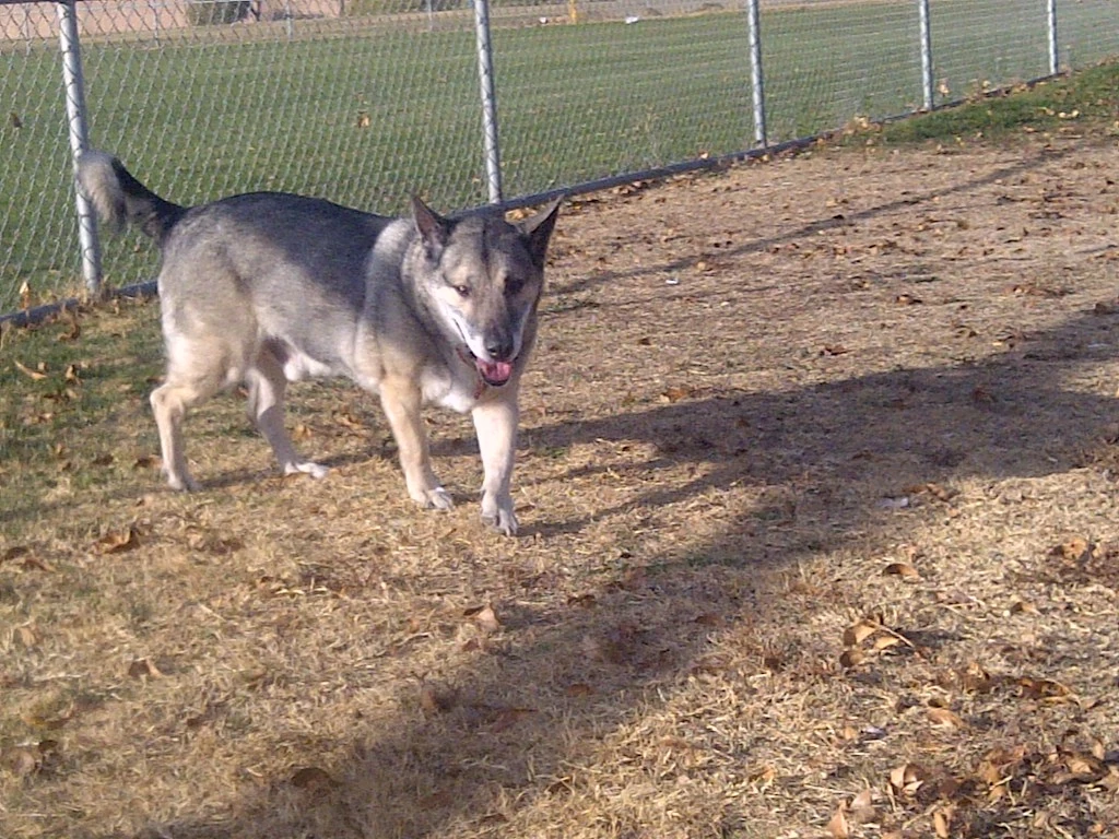 Dog Parks Las Vegas Fandom
