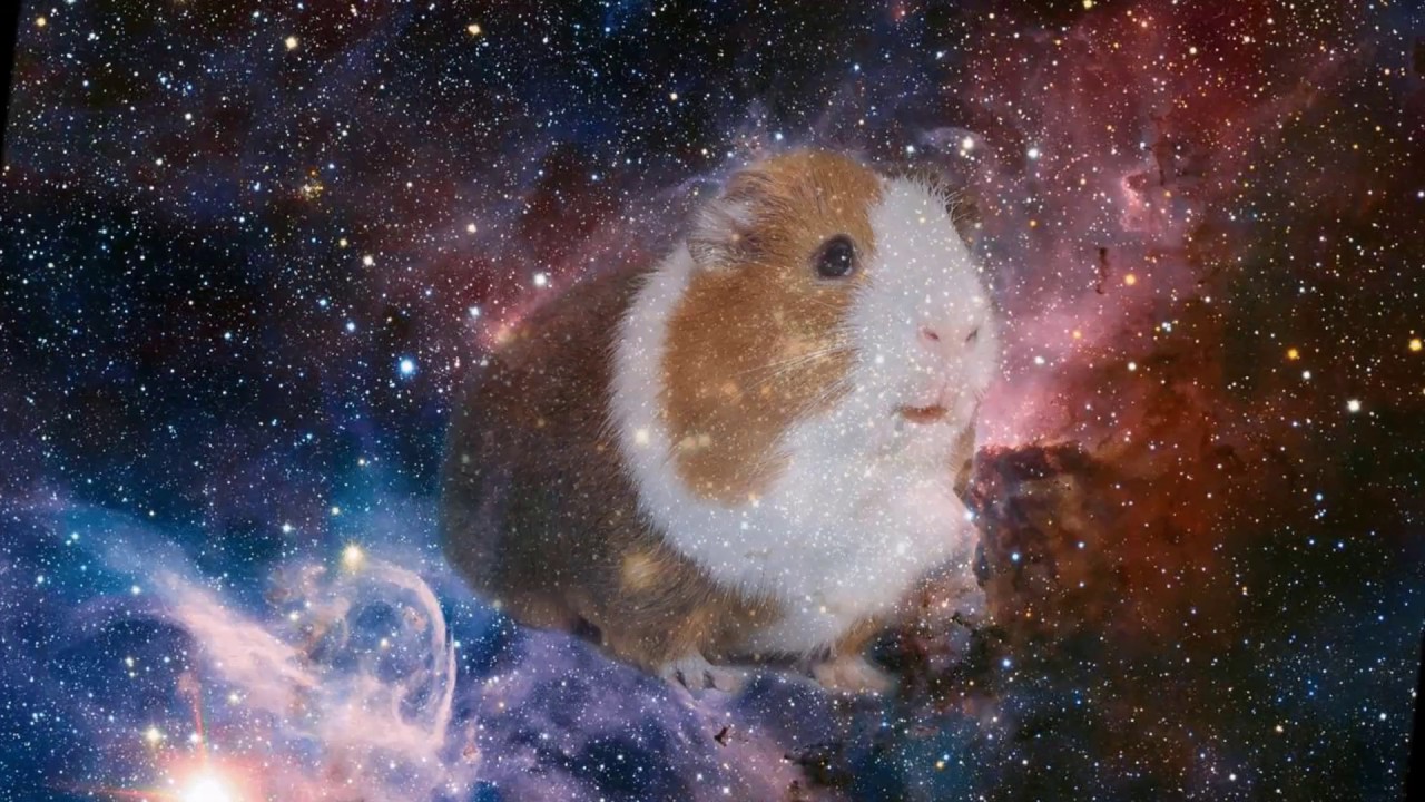 Space hot sale guinea pig