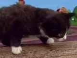 Kitten