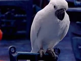 Cockatoo