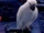 Cockatoo