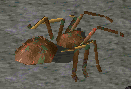 Giant Spider