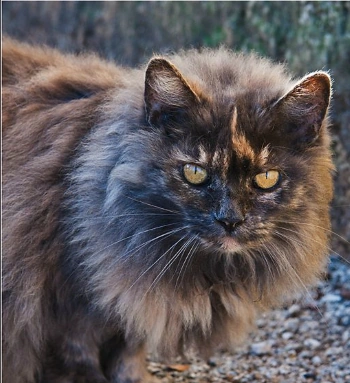 Aile De Reve Wiki Le Clan De L Azur Fandom