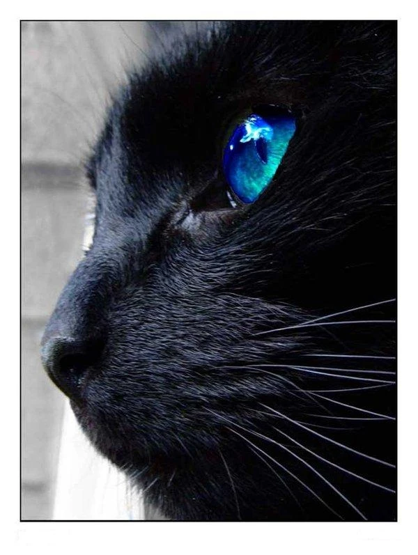 Coeur De Nuit Wiki Le Clan De L Azur Fandom