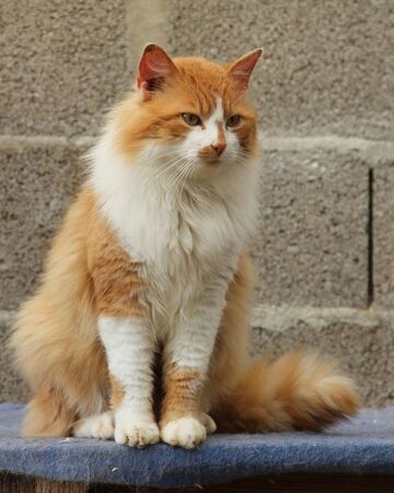 Tigre Du Desert Wiki Le Clan Du Soleil Lagon Fandom Tigre Du Desert Wiki Le Clan Du Soleil Lagon Fandom
