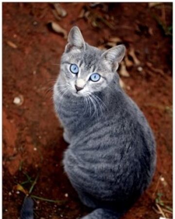 Résultat de recherche d'images pour "chat gris tigré yeux azur"