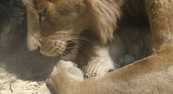 Mufasa LeRoiLion-8885”