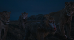 Mufasa leRoiLion-7160