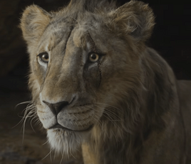 Adolescent