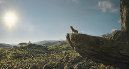 Mufasa LeRoiLion-9050