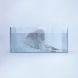Jellyfish digital cover
