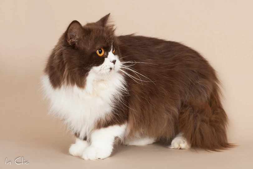 Truffe De Renard Wiki Le Wiki Argentee Fandom